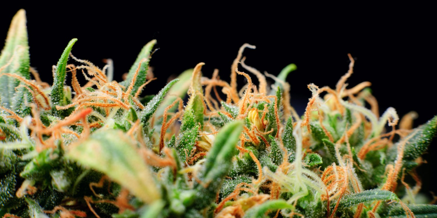 MI Cannabis Practice Group Call